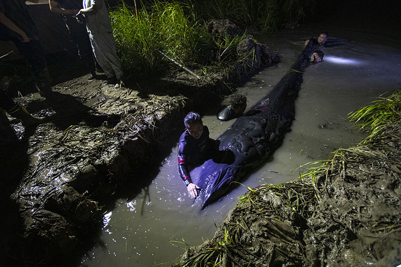 “鲸”心动魄 雨夜救援