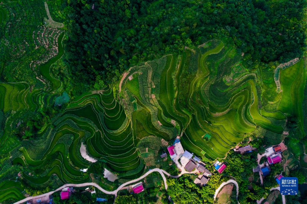 重庆万州：“美丽经济”助推乡村振兴