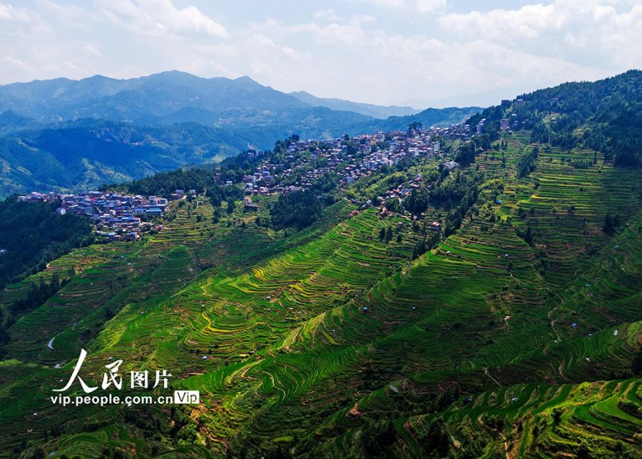 广西融水：初秋梯田“丰”景美