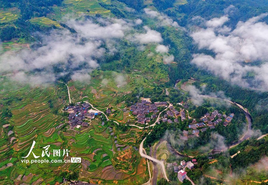 广西融水：初秋梯田“丰”景美