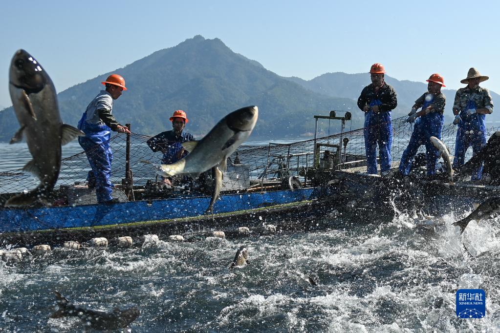 浙江：千岛湖巨网捕鱼迎丰收