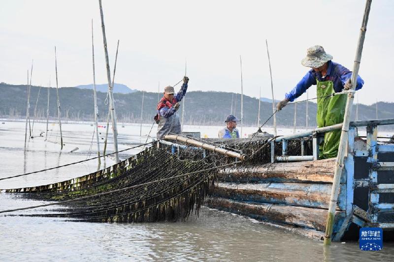 福建海上紫菜秋收忙