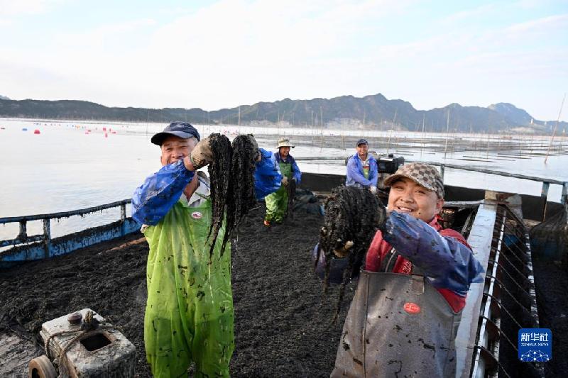 福建海上紫菜秋收忙