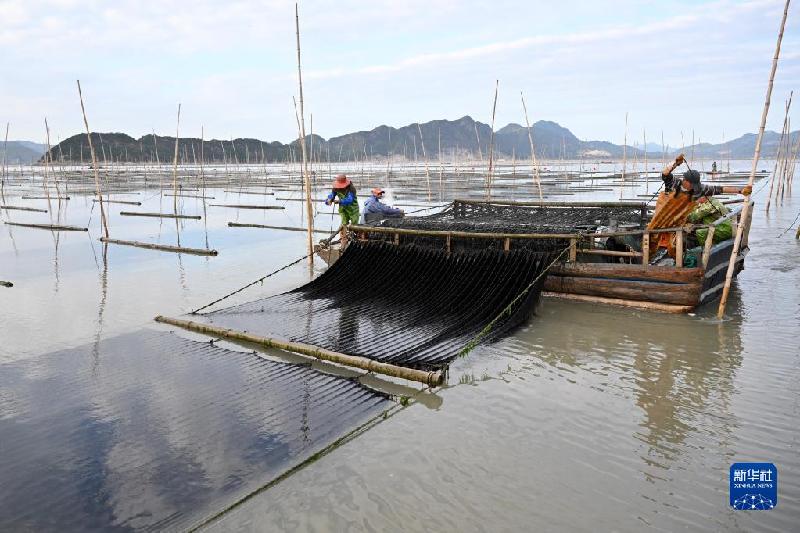 福建海上紫菜秋收忙