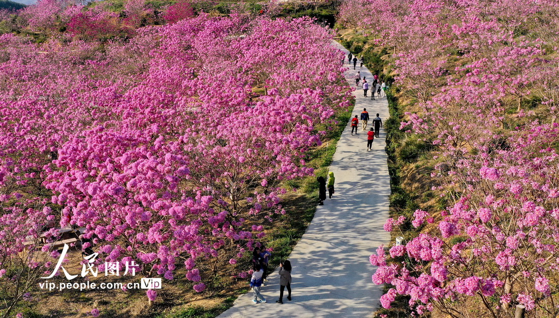 广东江门：紫花风铃绽放