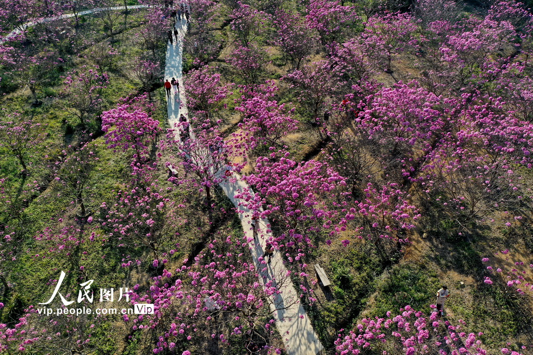 广东江门：紫花风铃绽放