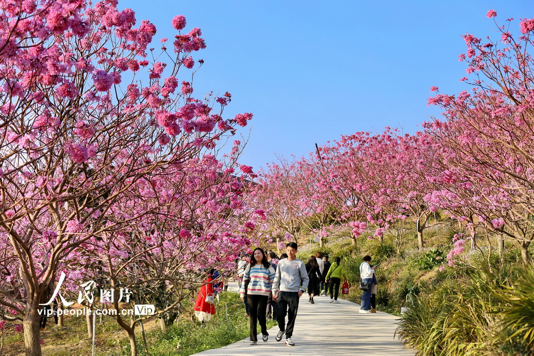 广东江门：紫花风铃绽放