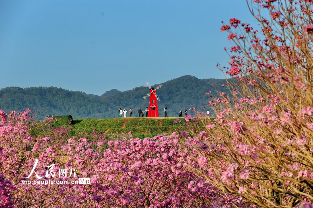 广东江门：紫花风铃绽放