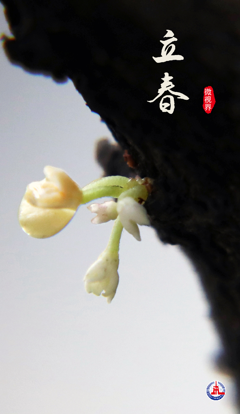 微视界——立春