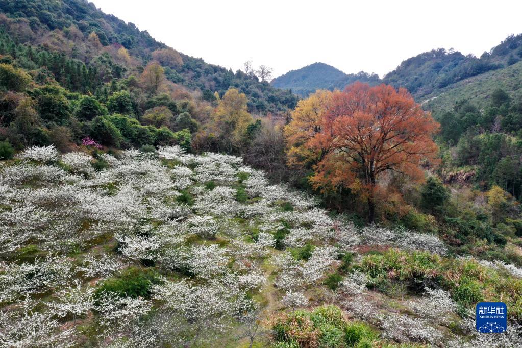 花开古村