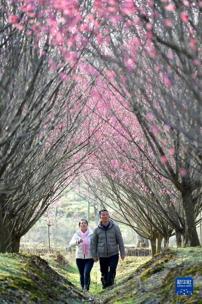 安徽巢湖：梅花盛开春意浓