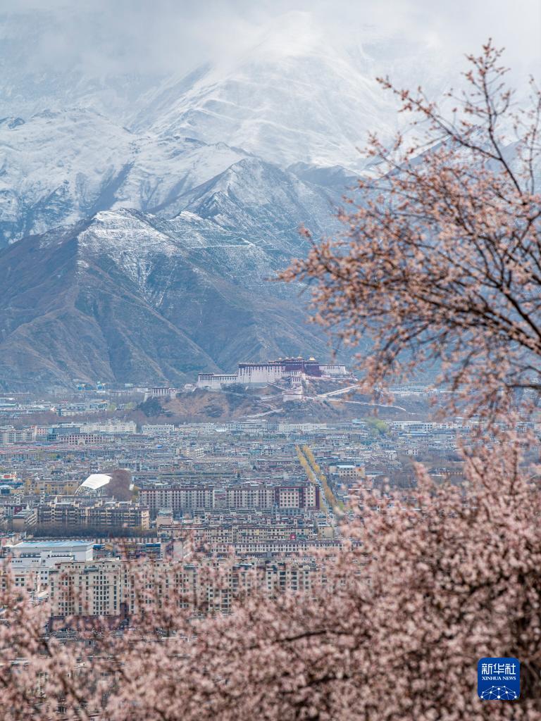 山寺桃花引客来