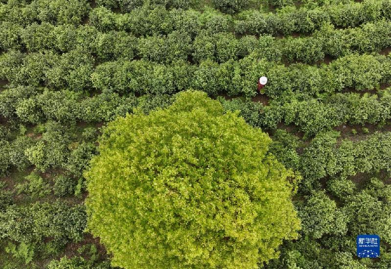 清明时节茶飘香