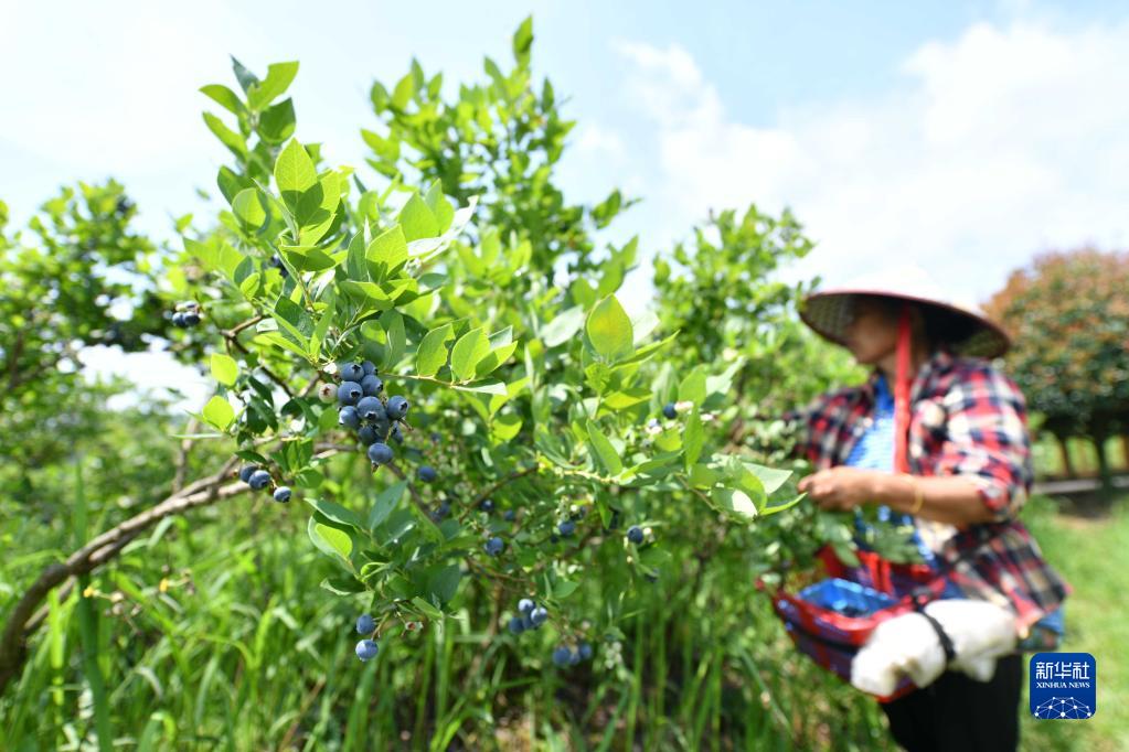 贵州麻江：蓝莓小浆果 做成大产业