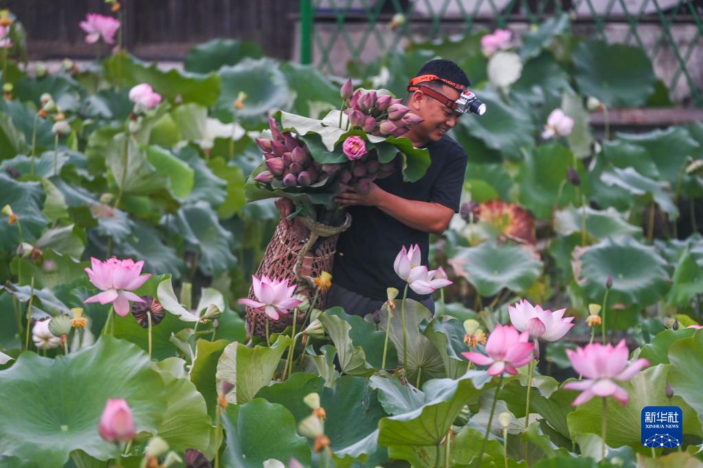 “荷花经济”助增收