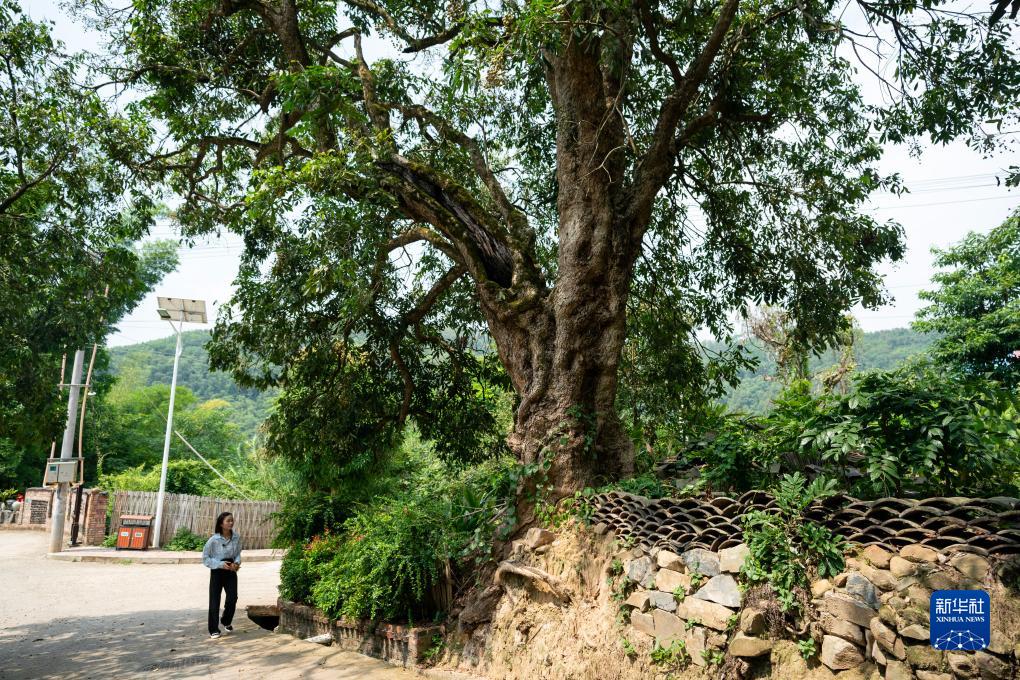 走进壮族风情坡芽村