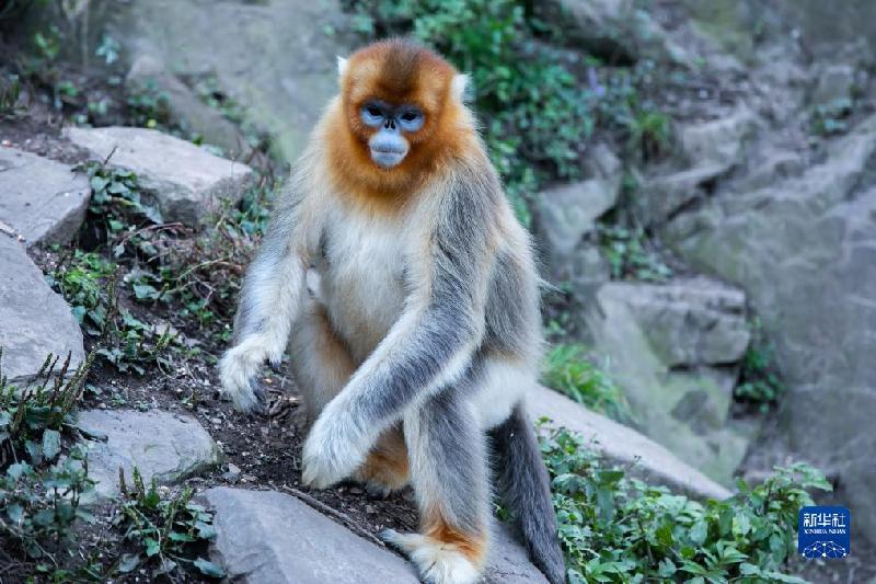 美丽中国丨大熊猫国家公园内金丝猴新生幼崽茁壮成长