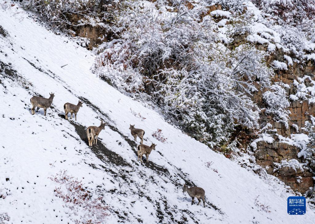 西藏：冰雪边坝 美景如画