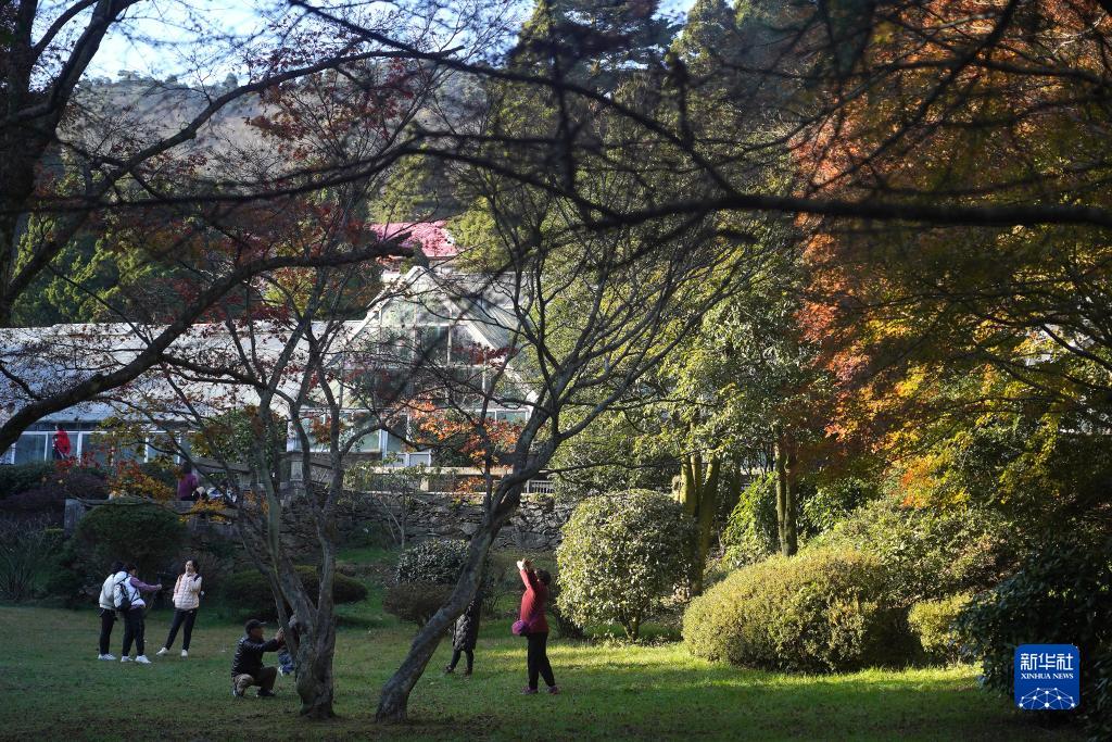 庐山“枫”景引游人