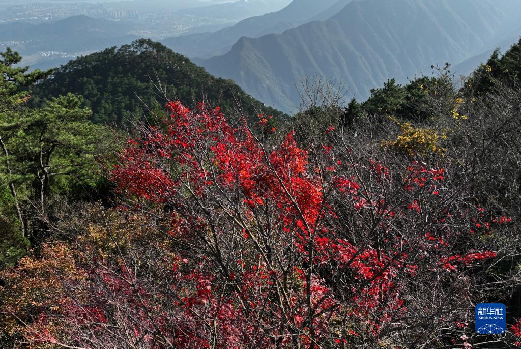 庐山“枫”景引游人