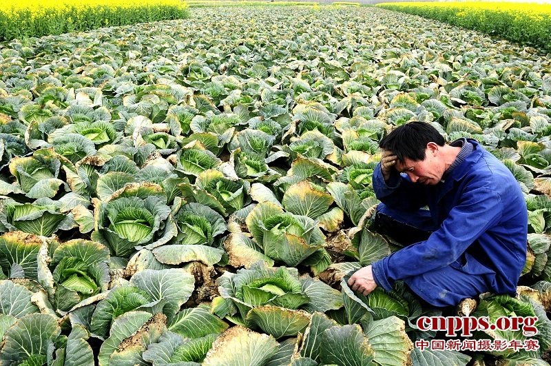 菜农的一声叹息 菜农的一声叹息
